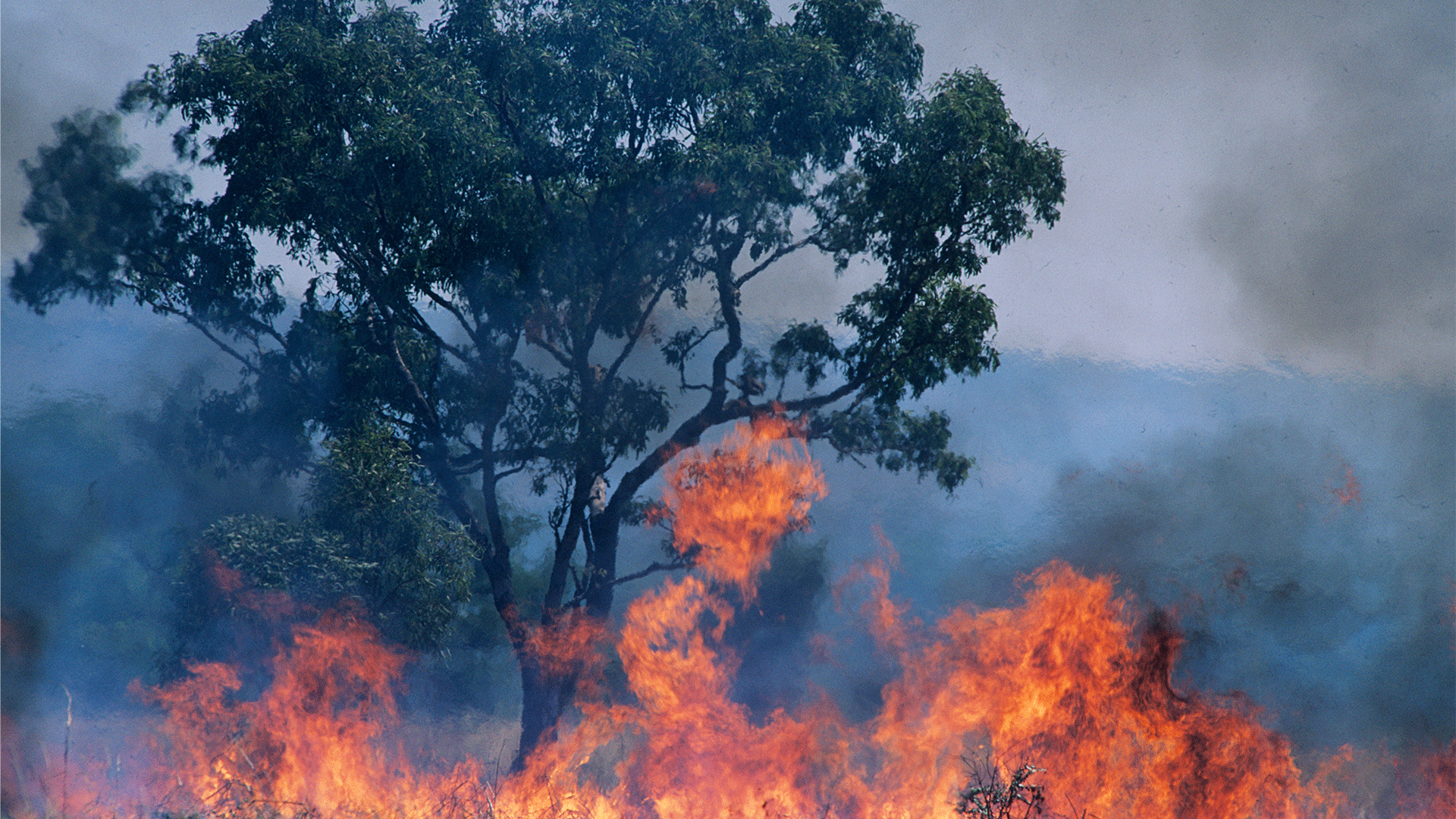 Australia gears up for bushfire season amid rising threats ANZIIF